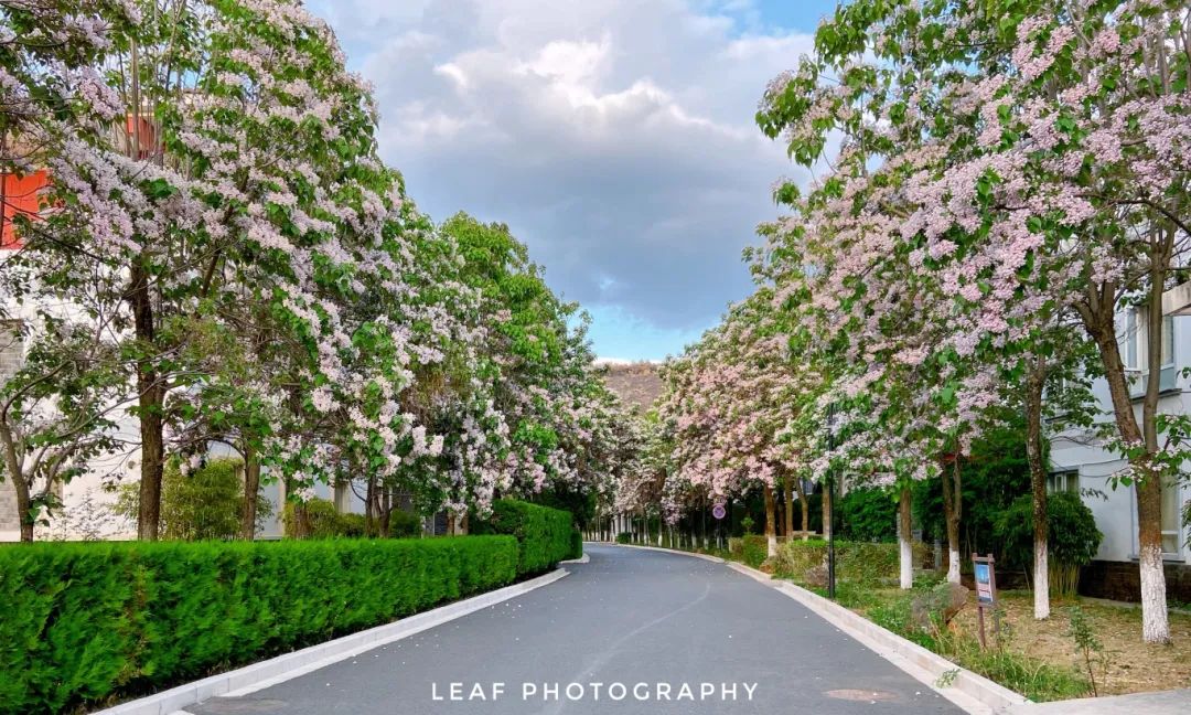 4.花开正茂的紫楸路[1].jpg